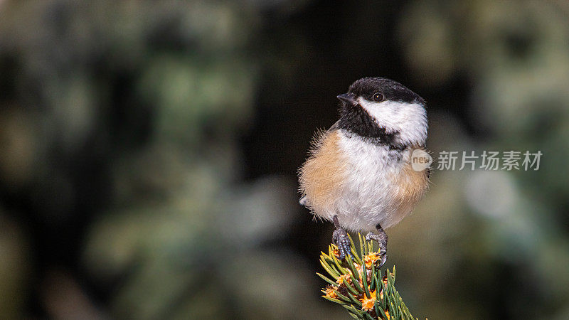 冬季黑头山雀(Poecile atricapillus)，冬季黑头山雀。